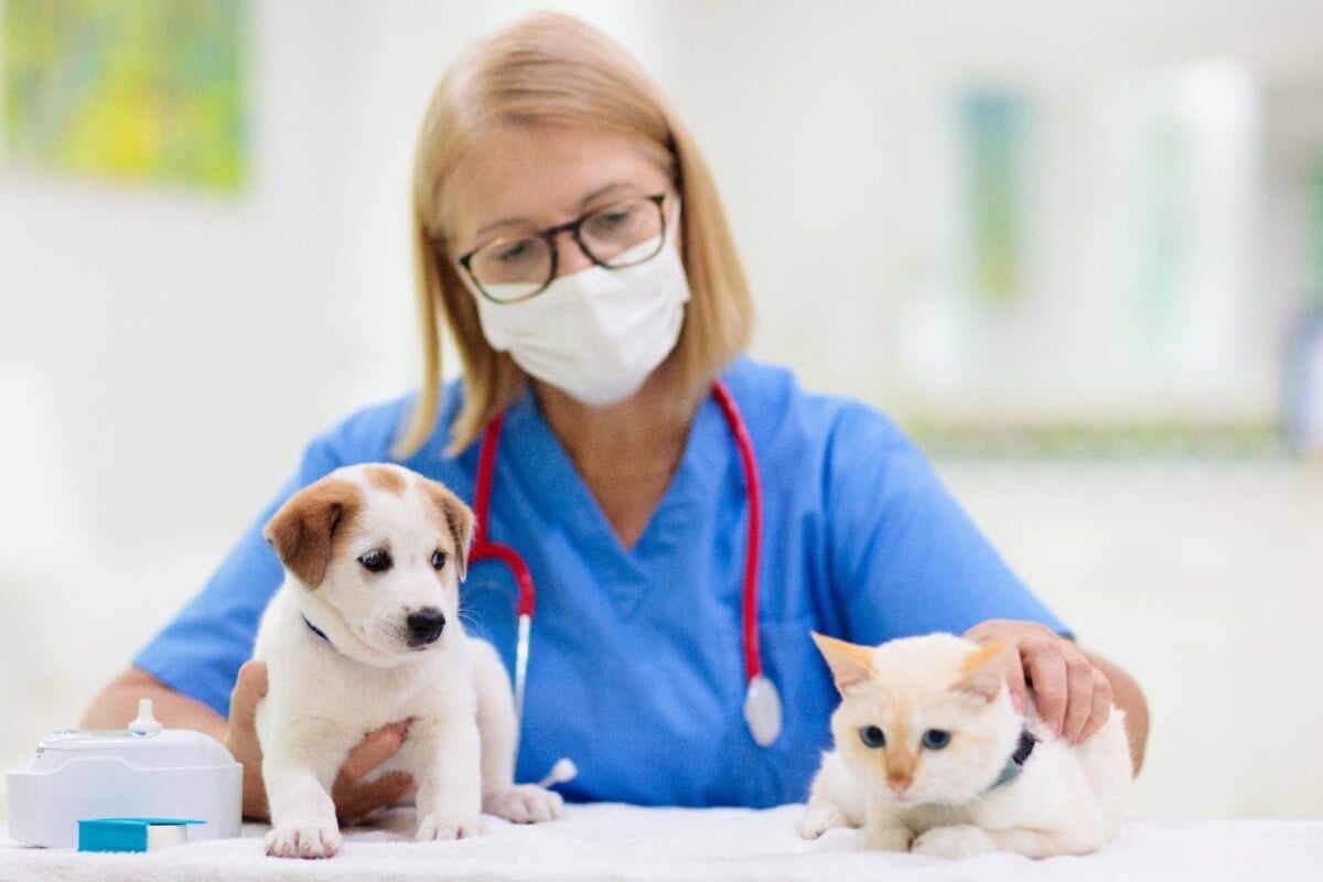 O ciclo de vermifugação recomendado por médicos-veterinários garante a proteção contínua contra parasitas (Imagem: FamVeld | Shutterstock)