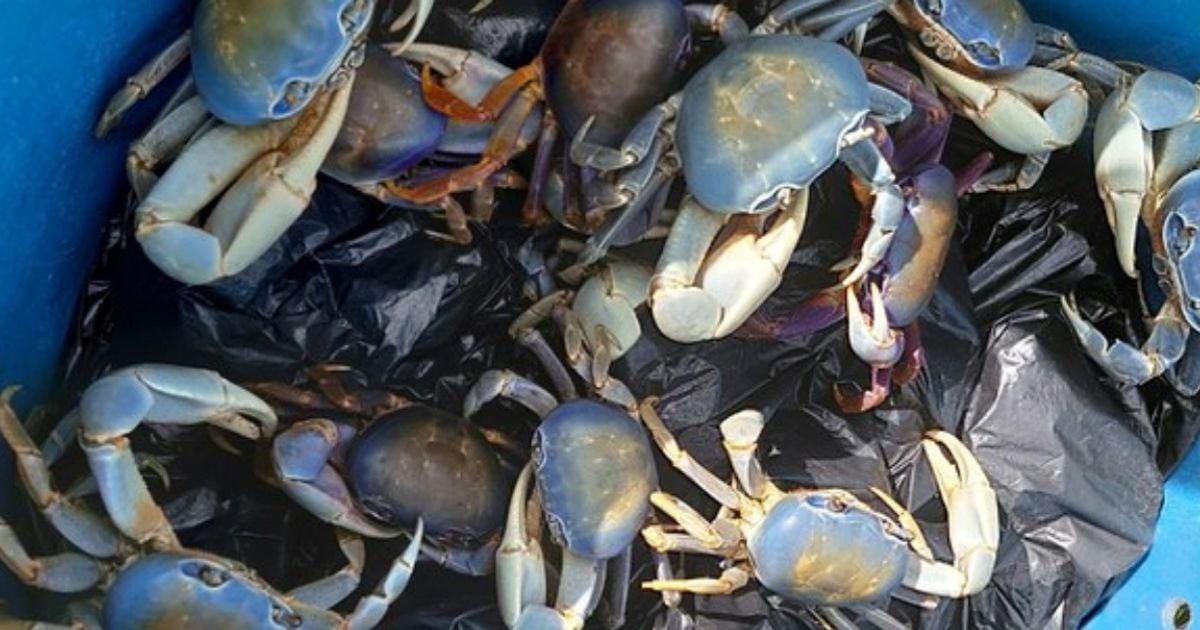 Imagem - Restaurante é multado em R$ 1,6 milhão por vender caranguejo ameaçado de extinção