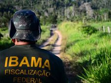 Imagem - Ibama abre inscrições para concurso com salário de até R$ 9,9 mil; saiba como participar