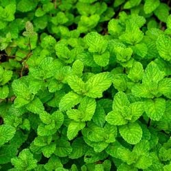 Imagem - Conheça a planta natural que afasta rato, barata e aranha da sua casa