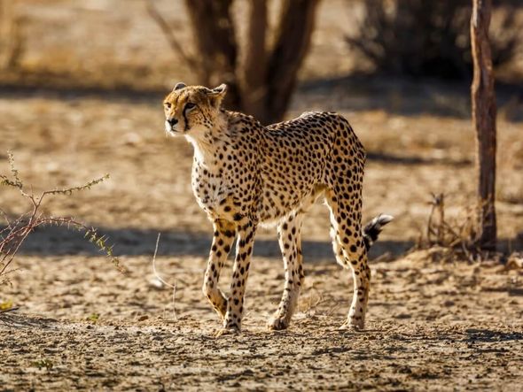 Imagem - 8 animais mais rápidos do mundo