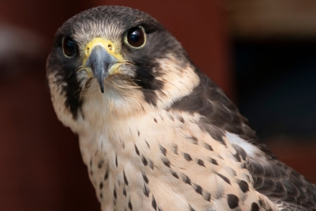 O corpo aerodinâmico e asas pontiagudas do falcão-peregrino são perfeitamente adaptados para alcançar até 390 km/h (Imagem: Vine.Photographic | Shutterstock) 