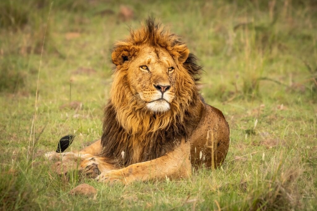 O leão pode atingir velocidades de até 80 km/h em curtas distâncias (Imagem: Gunter Nuyts | Shutterstock)