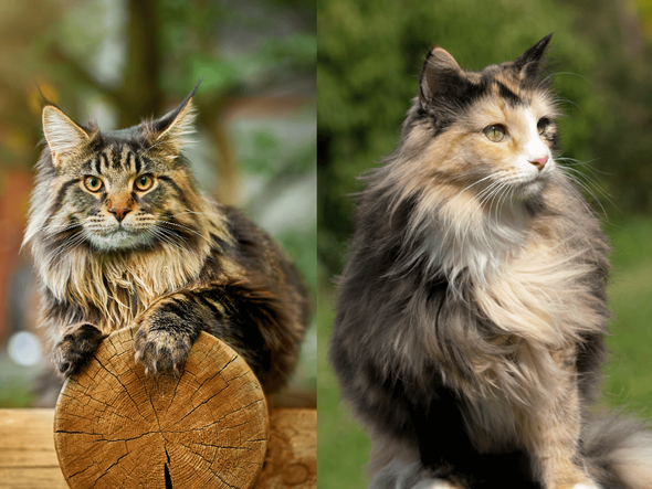 Imagem - 8 diferenças entre as raças maine coon e norueguês da floresta