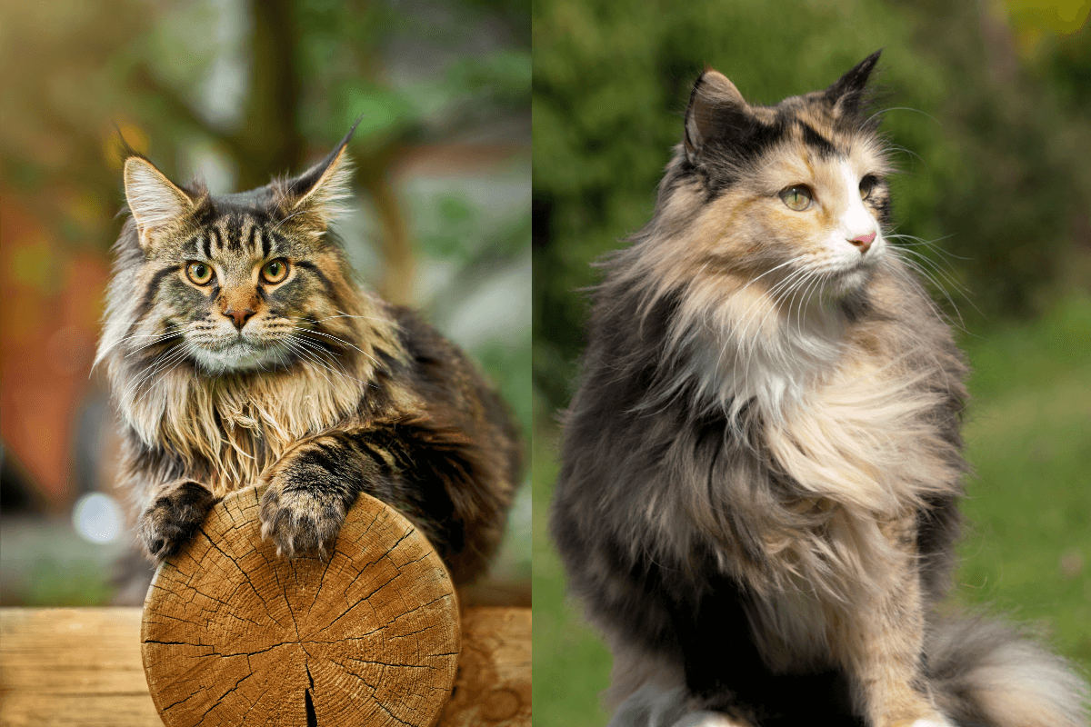 Existem diferenças entre o maine coon e o norueguês da floresta que os tornam únicos (Imagem: Konstantin Zaykov e Joanna22 | Shutterstock)