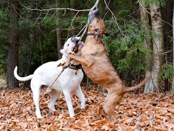 Imagem - 7 diferenças entre as raças dogo argentino e pitbull