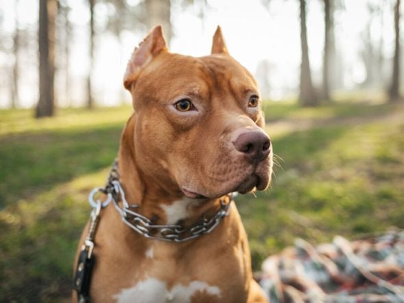 Imagem - Governo restringe circulação de pitbulls e impõe castração a animais da raça; veja lei