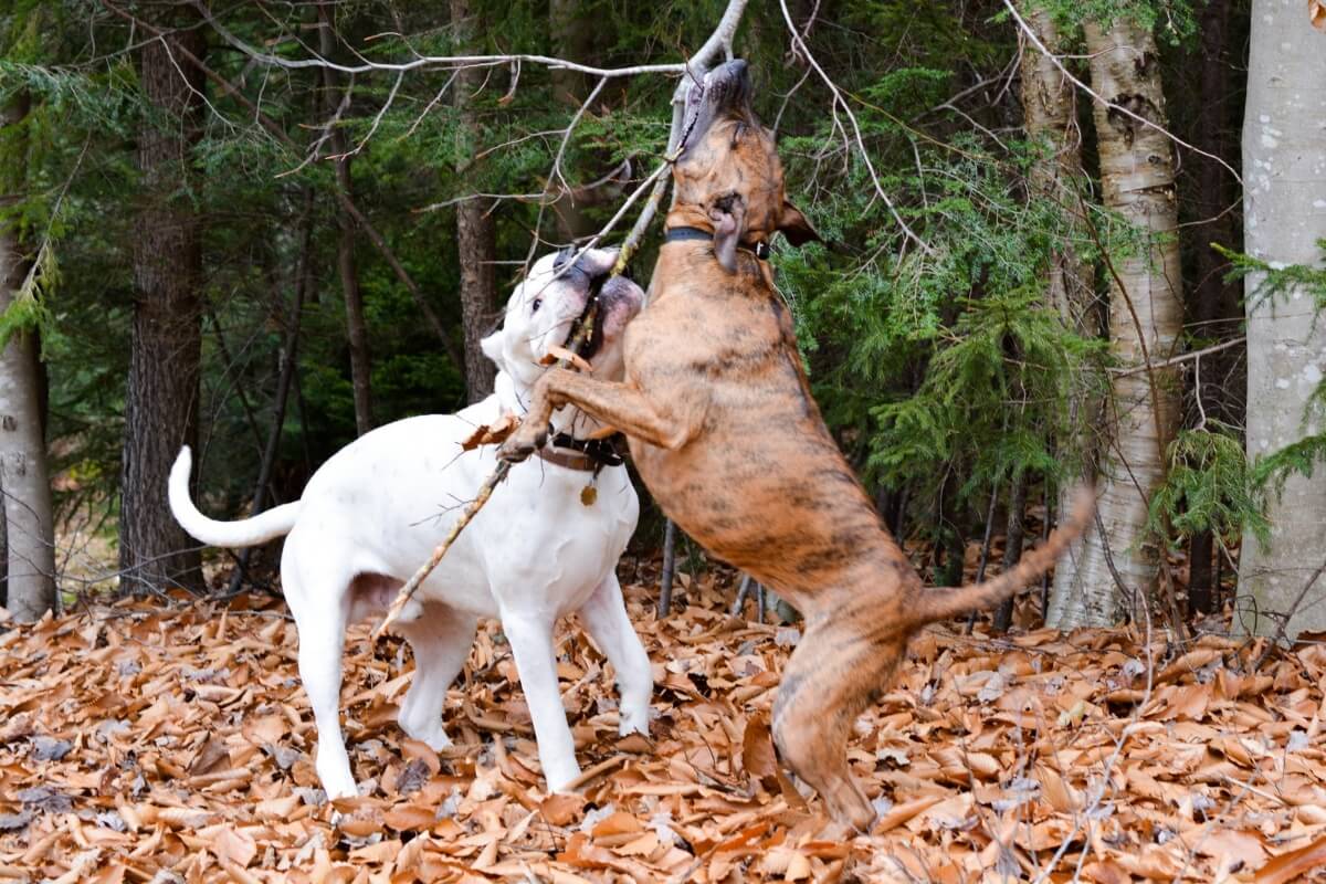 Apesar de semelhantes, o dogo argentino e o pitbull são raças com características distintas (Imagem: Greta Larson
| Shutterstock) 