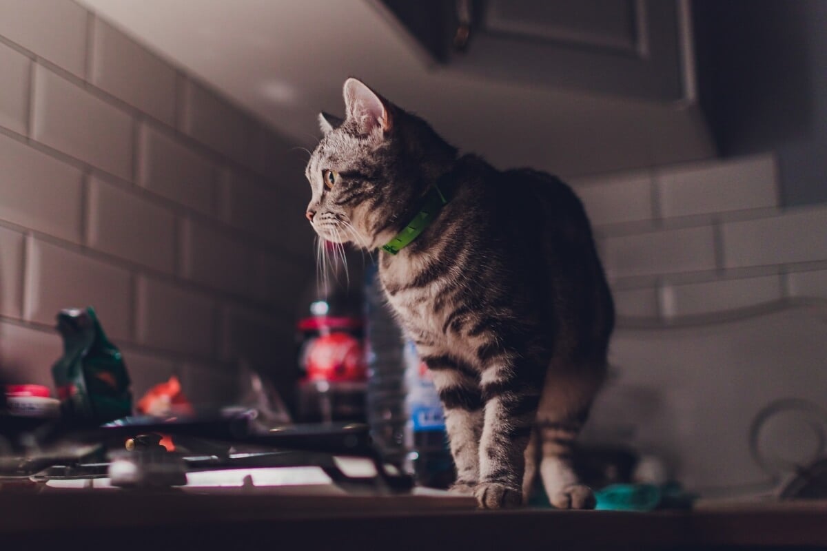 Hiperatividade dos gatos durante a noite pode ser sinal de tédio  e ansiedade (Imagem: Vershinin89 | Shutterstock) 