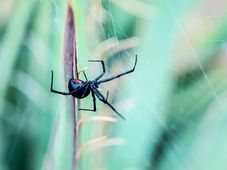 Imagem - Foi picado por cobra ou aranha? Saiba quais devem ser os cuidados imediatos