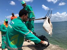 Imagem - Arraias encontradas mortas no Bonfim teriam sido descartadas por comerciantes