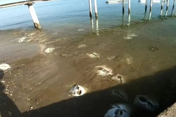 Centenas de arraias são encontradas mortas na Marina do Bonfim