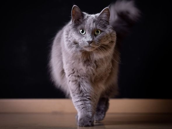 Imagem - 4 características do gato da raça nebelung 