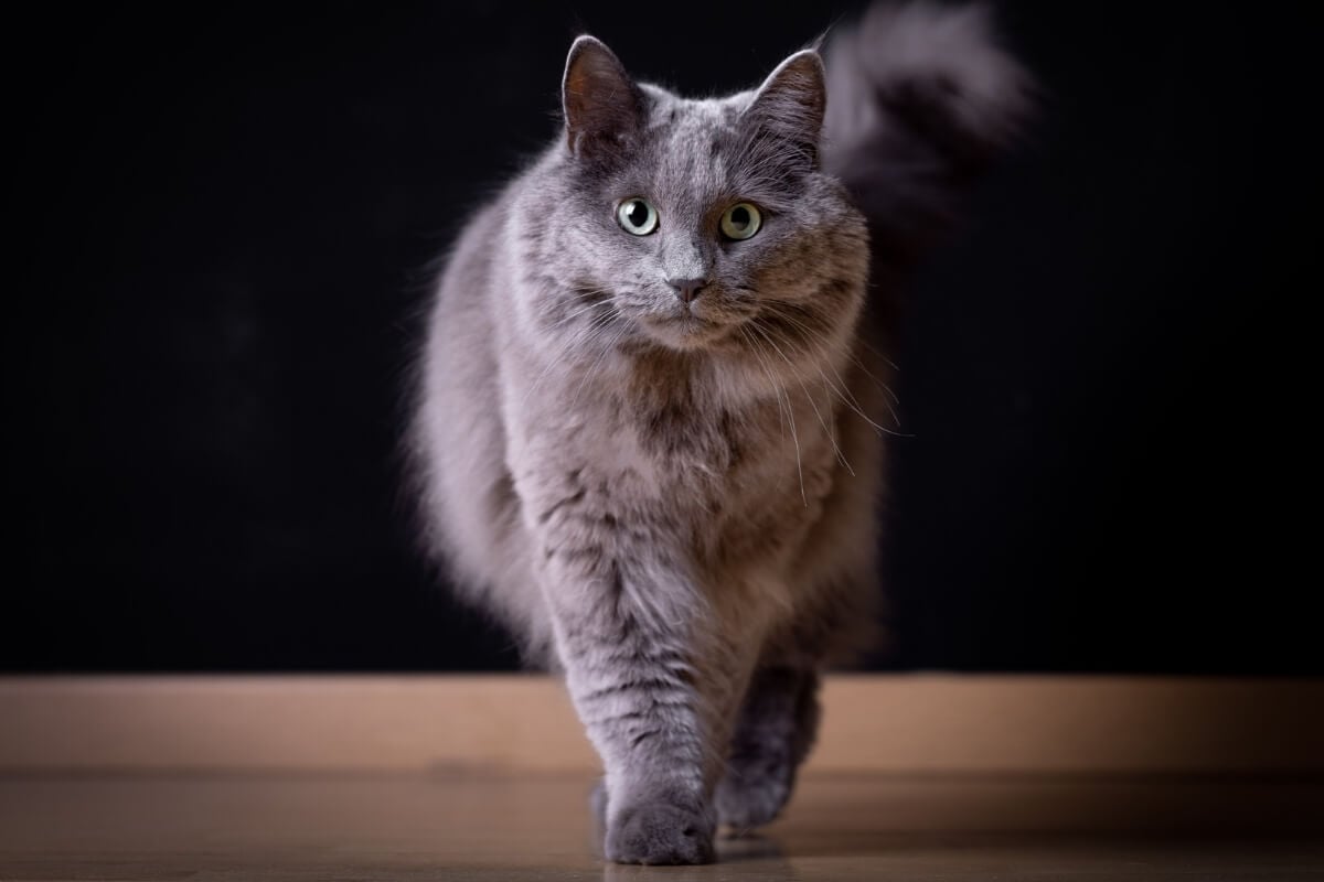 O nebelung é uma raça de gato rara e extremamente leal (Imagem: Katrien Lapauw | Shutterstock) 