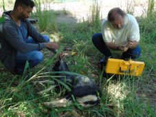 Imagem - Universidade baiana recebe 21 cabras da Ilha de Abrolhos para estudos científicos