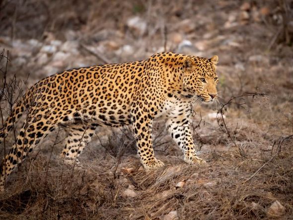 Imagem - 8 maiores felinos do mundo