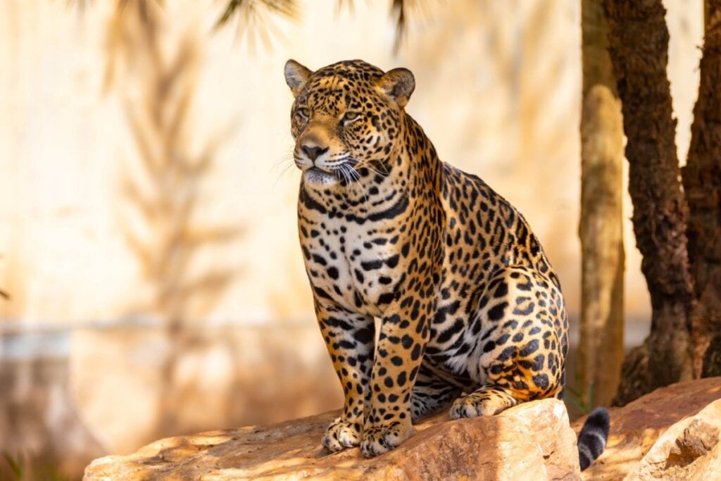 A onça-pintada é o maior felino das Américas, podendo pesar entre 56 e 92 quilos e medir até 1,85 metros de comprimento (Imagem: Adilson Sochodolak | Shutterstock)