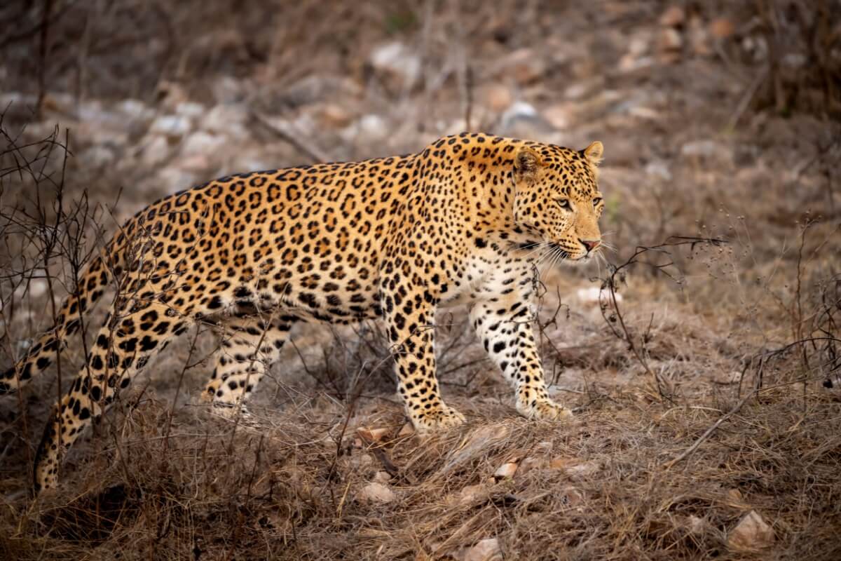 O mundo dos felinos inclui espécies de grande porte (Imagem: Sourabh Bharti | Shutterstock)