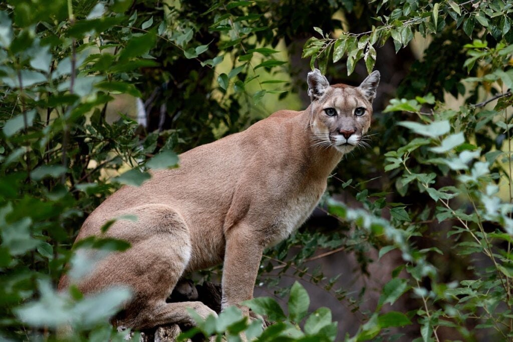 O puma pode medir até 1,55 metros de comprimento e pesar até 72 quilos (Imagem: Evgeniyqw | Shutterstock)