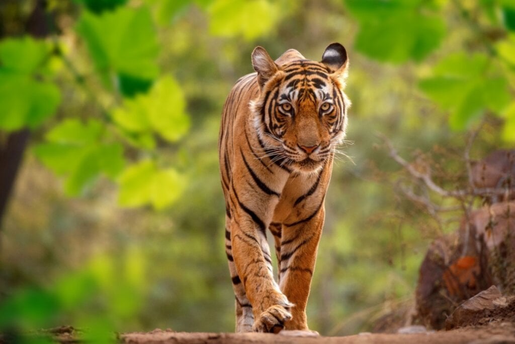 O tigre-de-bengala pode pesar até 220 quilos e medir mais de 3 metros de comprimento (Imagem: RAFAELLO JOB | Shutterstock)