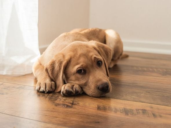 Imagem - Veja as causas e os sintomas da depressão em cachorros