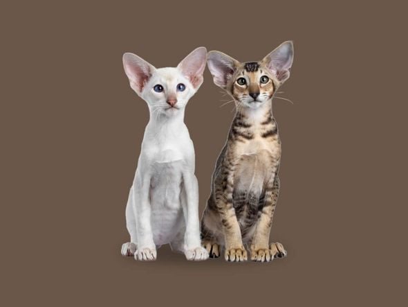 Imagem - 7 diferenças entre as raças siamês e oriental shorthair 