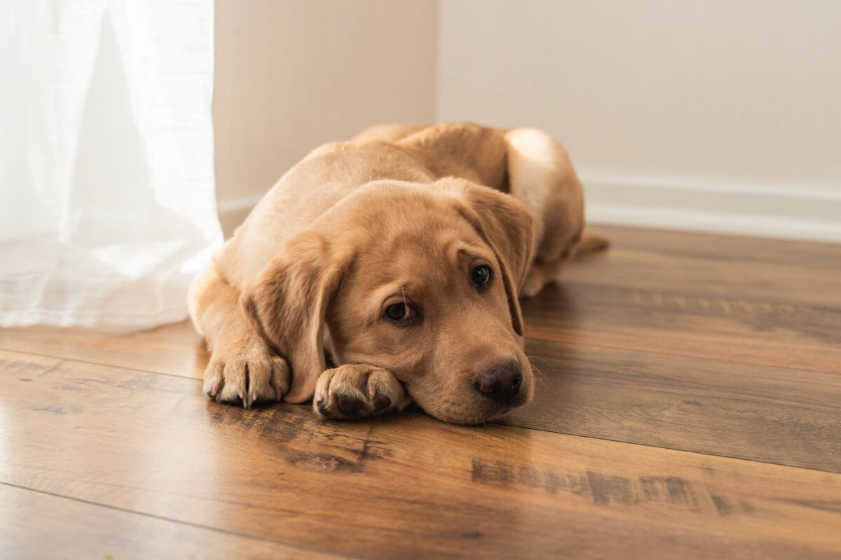 A saúde mental dos cachorros também precisa de atenção (Imagem: Elena Medoks | Shutterstock)