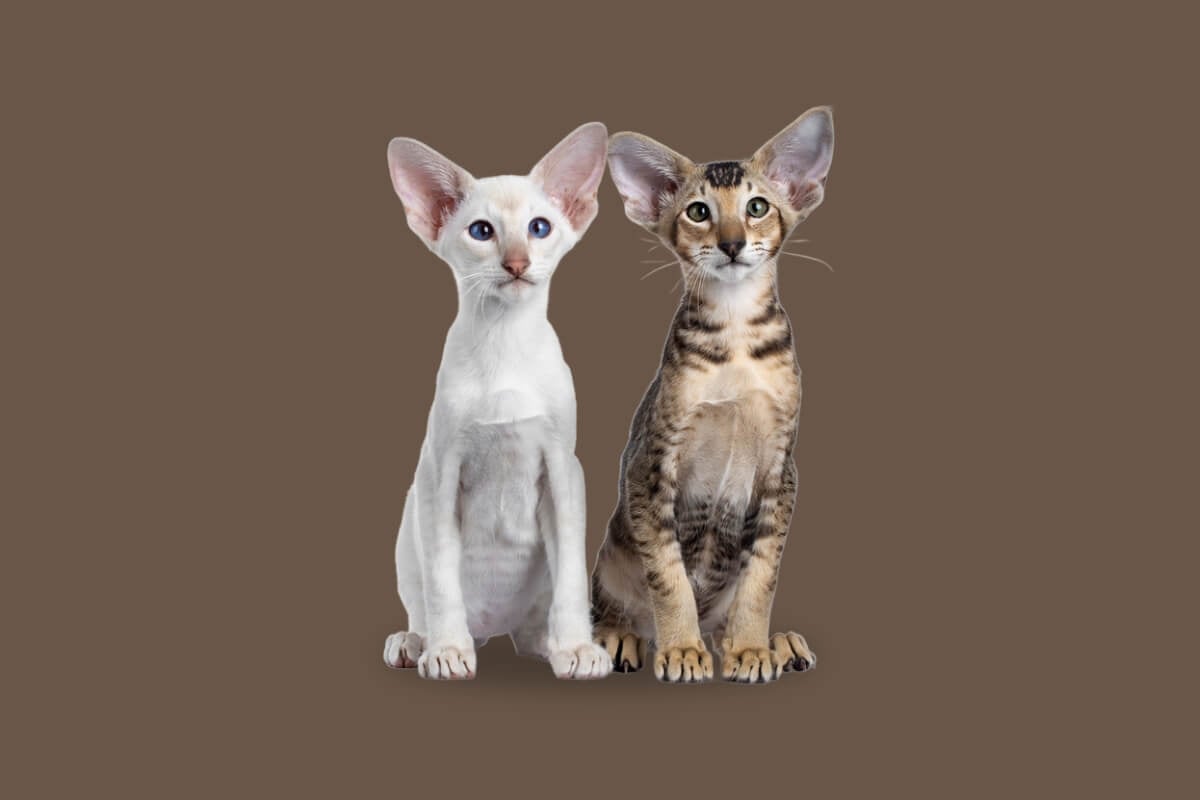 Apesar das semelhanças, os gatos siamês e oriental shorthair têm diferenças marcantes (Imagem: Nynke van Holten | Shutterstock)