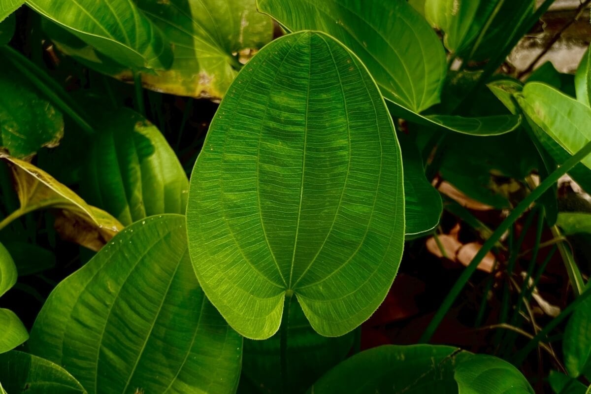 O chapéu-de-couro é uma planta nativa da América do Sul, com ampla presença em áreas úmidas e alagadas (Imagem: Suryat HK | Shutterstock)