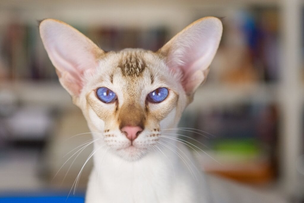 O gato oriental shorthair tem um formato de cabeça mais alongado e triangular (Imagem: Ivonne Wierink | Shutterstock)