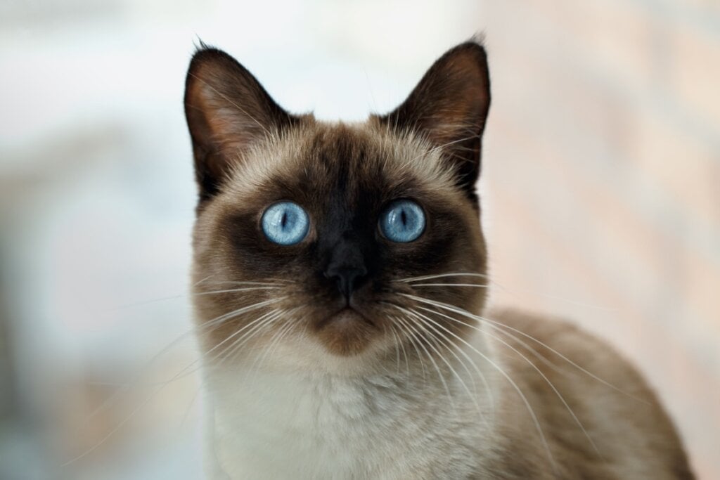 Os olhos do gato siamês são sempre de cor azul intensa (Imagem: 8H | Shutterstock) 