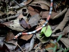 Imagem - Jiboia, jararaca e coral: cobras de diversas espécies são resgatadas na Bahia