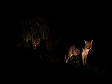 Imagem - Uma noite animal: Já fez uma visita noturna no Zoo de Salvador?