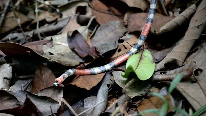 Imagem - Jiboia, jararaca e coral: cobras de diversas espécies são resgatadas na Bahia