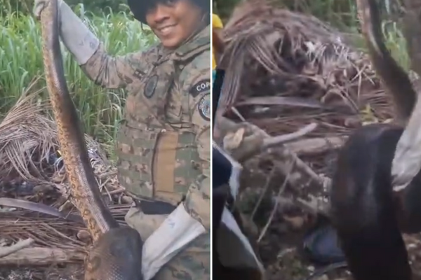 Cobra é resgataa em Salvador