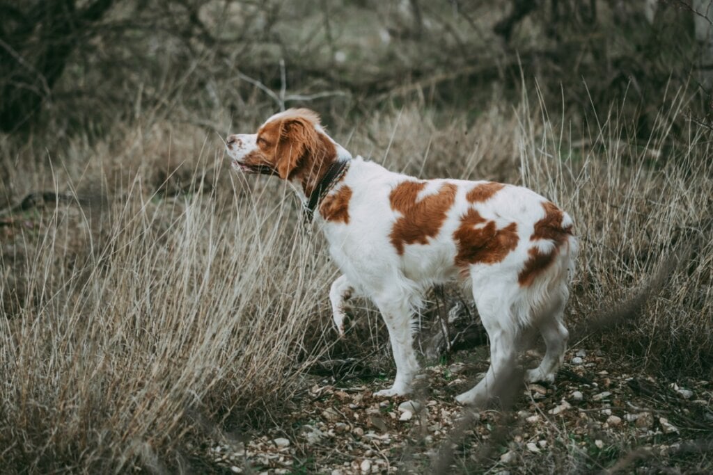 &#8220;Ripley&#8221; é o nome perfeito para cadelas que gostam de caçar (Imagem: Oksana Muzykantova | Shutterstock) 