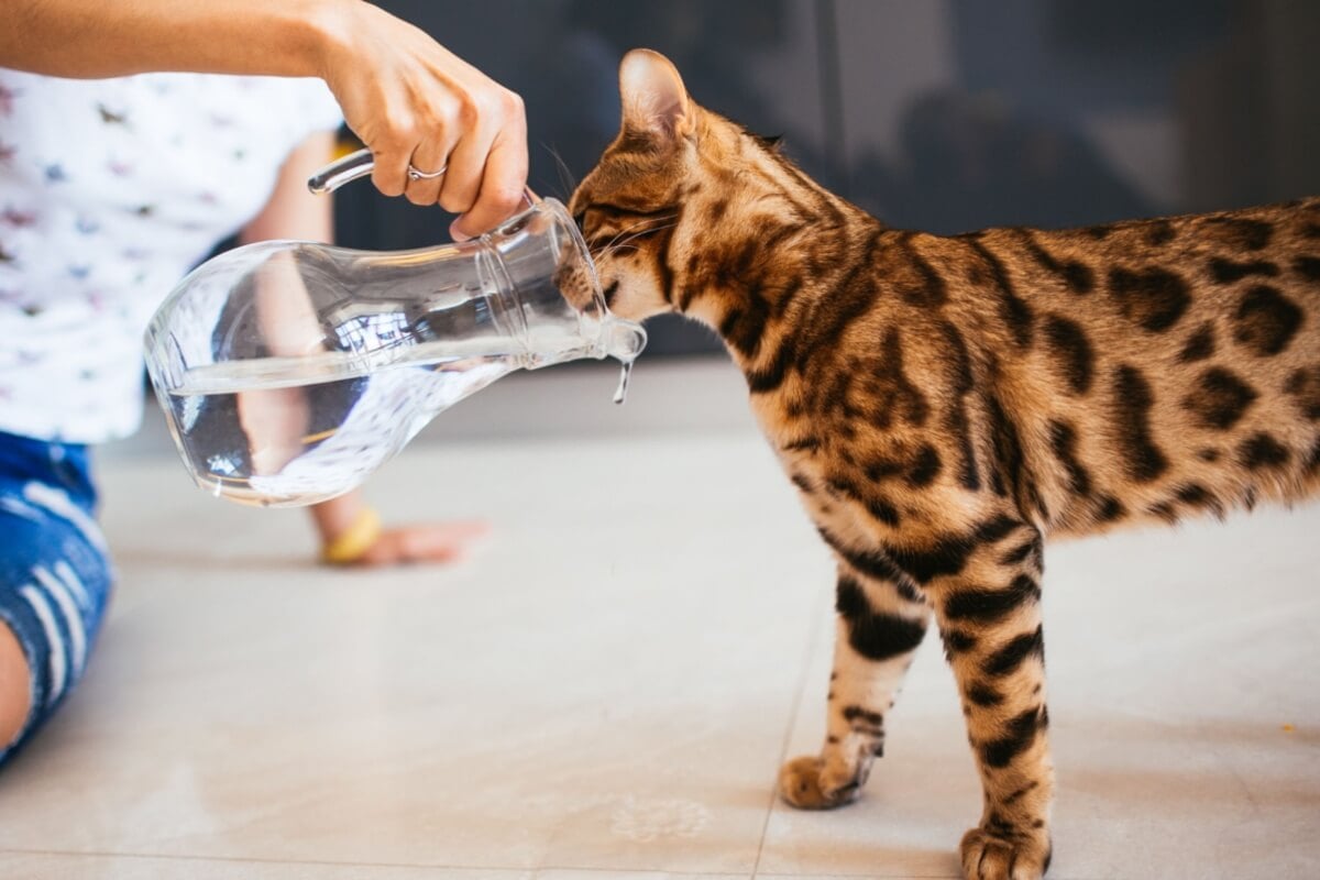 Cuidados com os pets devem ser redobrados durante os dias de calor (Imagem: pyrozhenka | Shutterstock) 