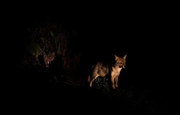 O cachorro-do-mato é uma das espécies de hábitos noturnos 