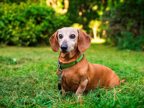 Imagem - 4 perguntas e respostas sobre cuidados com animais idosos