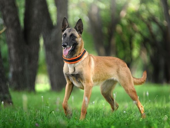 Imagem - 4 características do cachorro da raça pastor belga