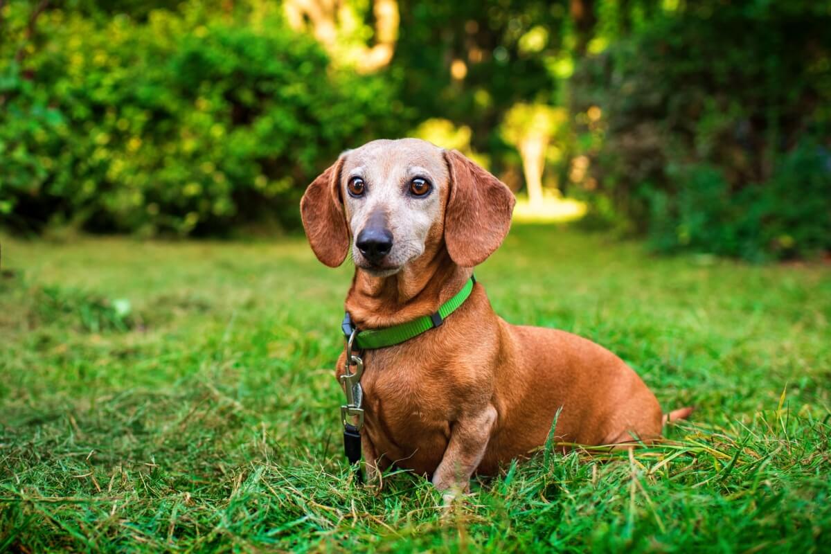 Animais de estimação idosos precisam de atenção redobrada dos tutores (Imagem: Tymoshenko Olga | Shutterstock)