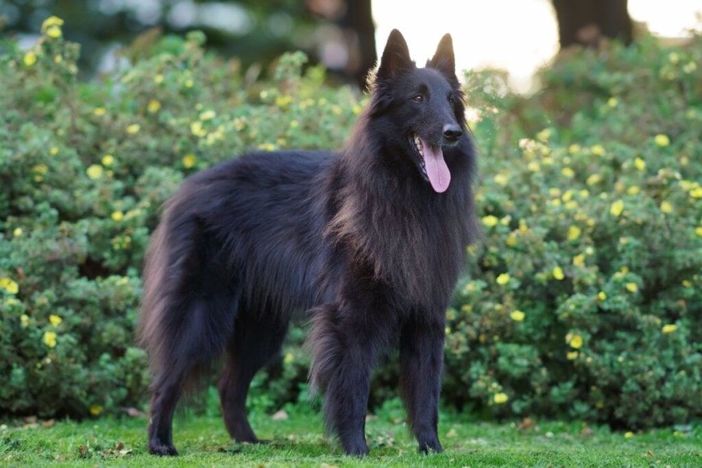 Cães da raça pastor belga de pelos longos, como o groenendael, necessitam de escovação frequente para evitar nós (Imagem: Eudyptula | Shutterstock)