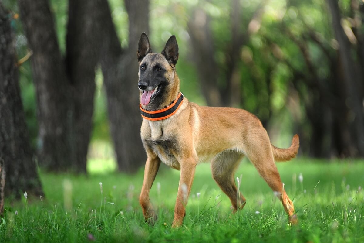 Inteligente e sempre alerta, o pastor belga malinois tem uma natureza protetora e determinada (Imagem: Victoria Antonova | Shutterstock)