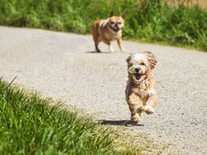 Imagem - Médico terá que pagar pensão de R$ 500 para cachorros da ex