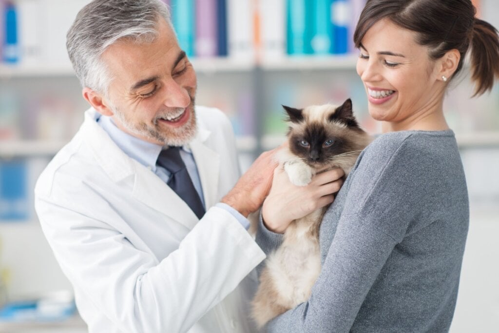 O diagnóstico da esporotricose felina deve ser feito por um veterinário (Imagem: Stokkete | Shutterstock)