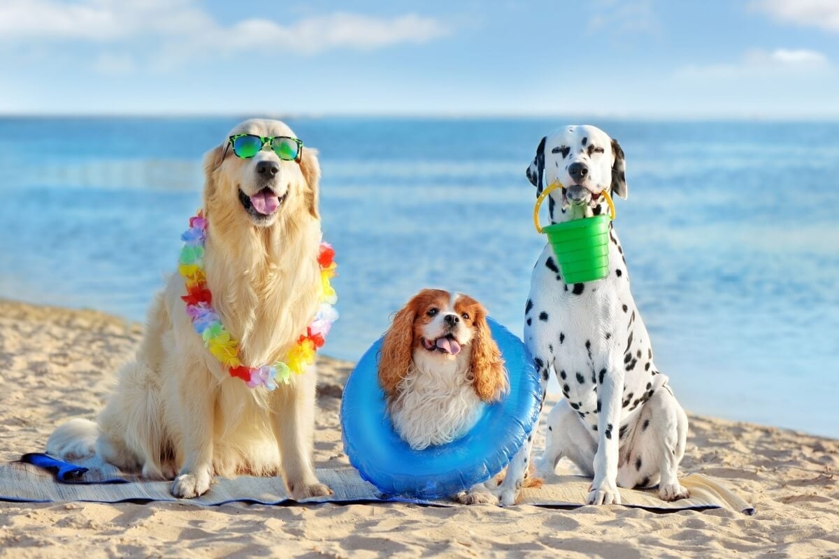 Cuidados com os pets na praia e na piscina garantem a saúde e bem-estar deles (Imagem: Kasefoto | Shutterstock) 