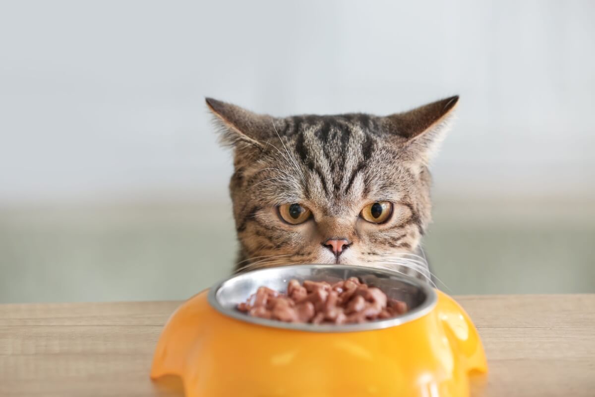 A diversidade alimentar melhora a hidratação e o aproveitamento dos nutrientes pelos felinos (Imagem: Pixel-Shot | Shutterstock)