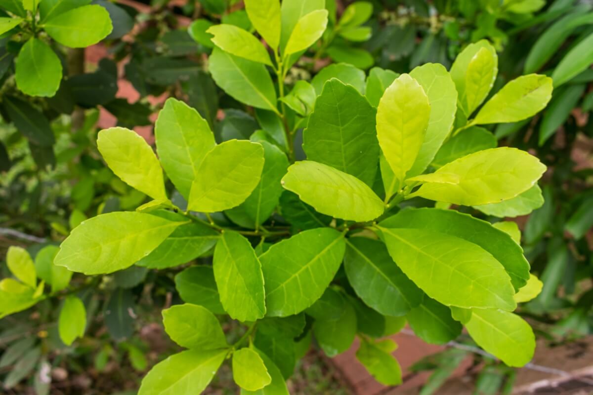 A erva-mate tem ação antioxidante e ajuda aumentar a energia (Imagem: Helissa Grundemann | Shutterstock)