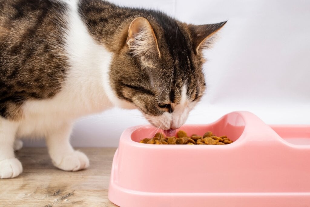 É importante manter a rotina de alimentação do gato (Imagem: puha dorin | Shutterstock)