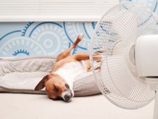 Imagem - Tosar ou não tosar? Veja como agir com os pets em tempos de calor extremo